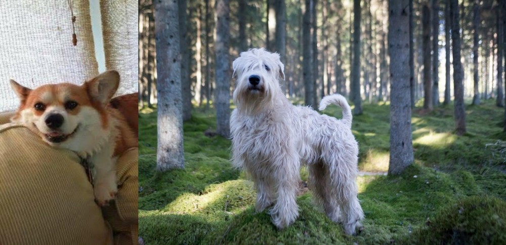 Soft-Coated Wheaten Terrier vs Pembroke Welsh Corgi - Breed Comparison