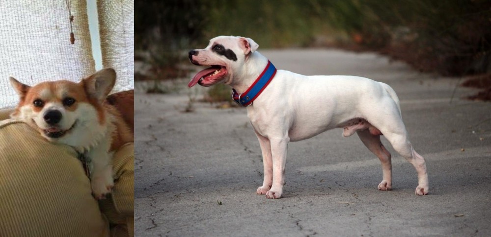 Staffordshire Bull Terrier vs Pembroke Welsh Corgi - Breed Comparison