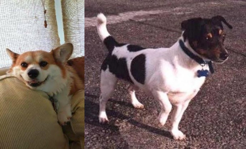 Teddy Roosevelt Terrier vs Pembroke Welsh Corgi - Breed Comparison