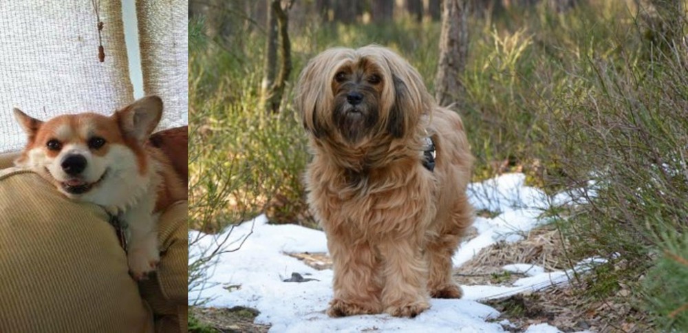 Tibetan Terrier vs Pembroke Welsh Corgi - Breed Comparison