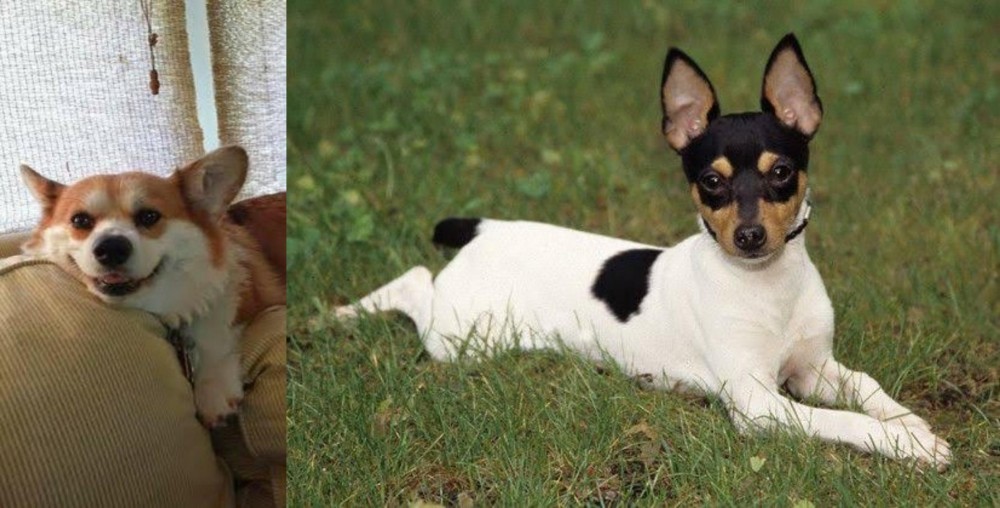 Toy Fox Terrier vs Pembroke Welsh Corgi - Breed Comparison