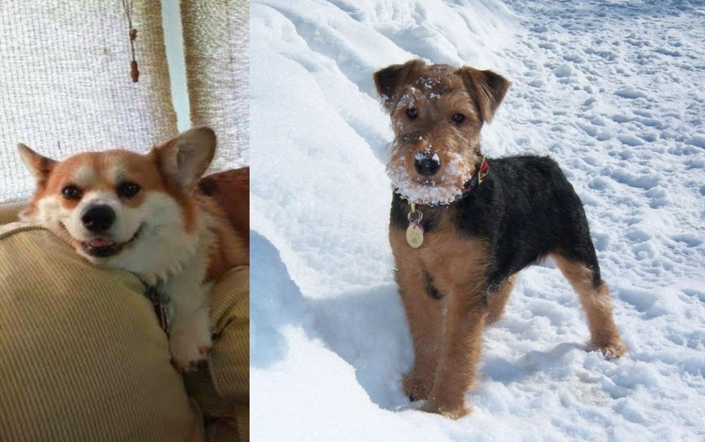 Welsh Terrier vs Pembroke Welsh Corgi - Breed Comparison