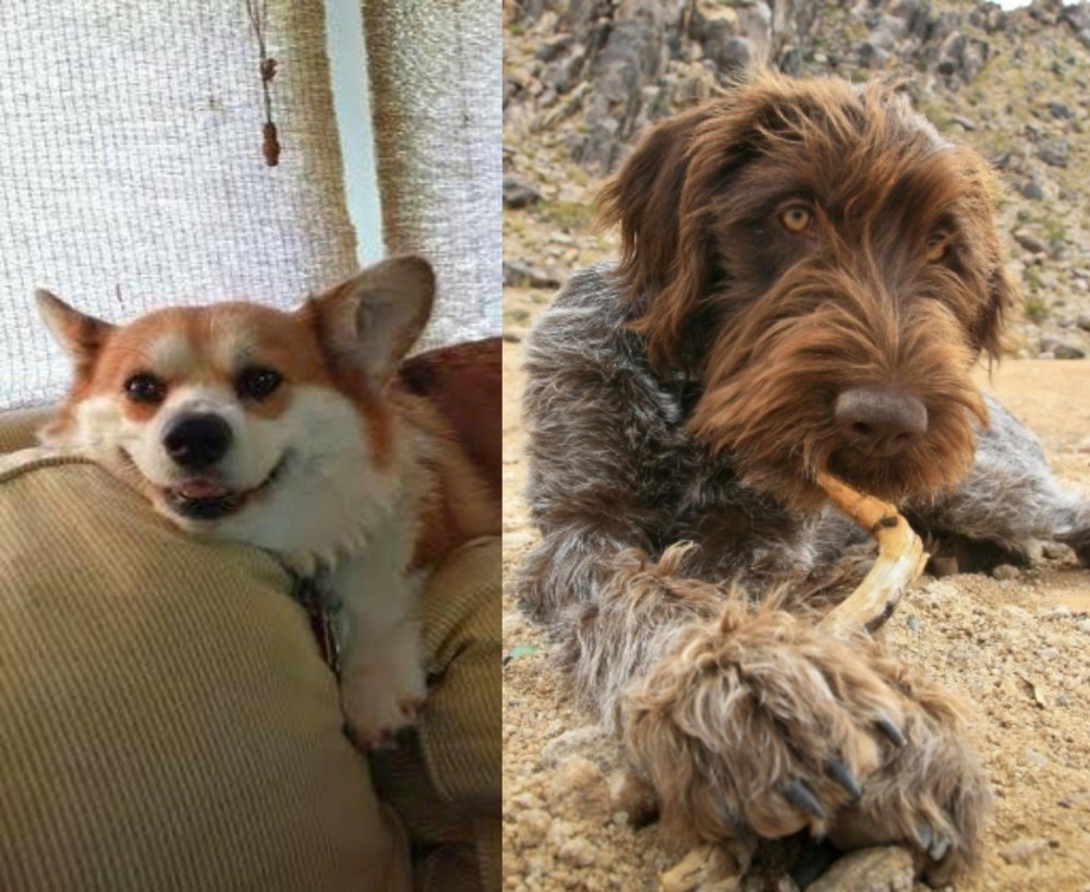 Wirehaired Pointing Griffon vs Pembroke Welsh Corgi - Breed Comparison