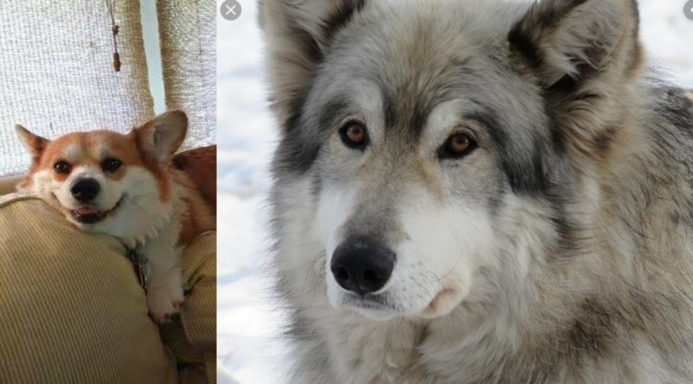 Wolfdog vs Pembroke Welsh Corgi - Breed Comparison