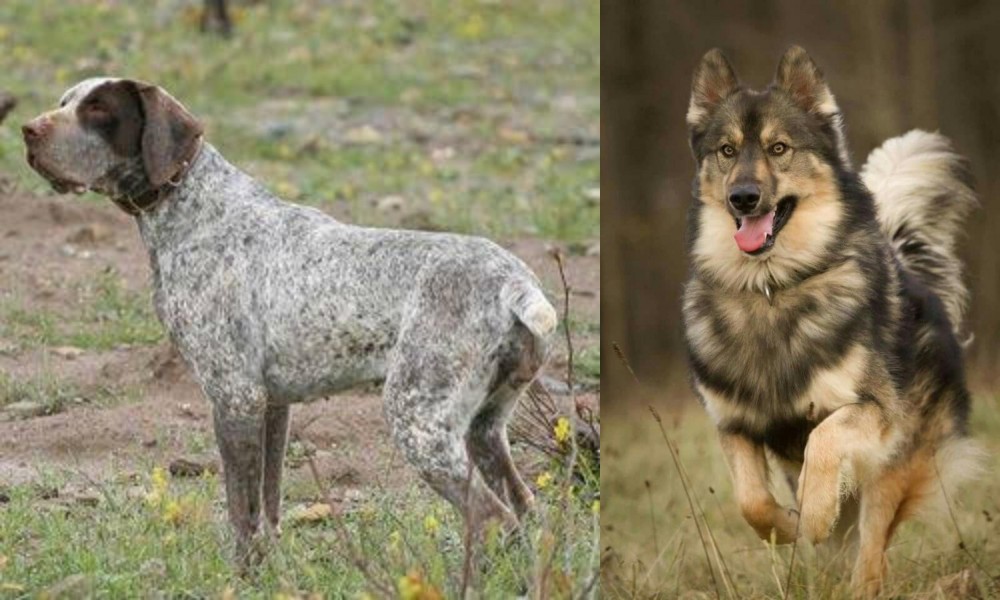 Native American Indian Dog vs Perdiguero de Burgos - Breed Comparison