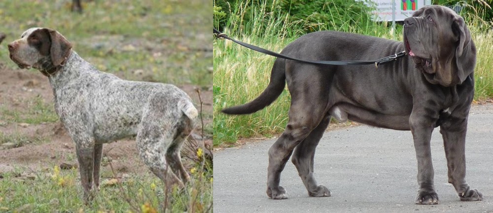Neapolitan Mastiff vs Perdiguero de Burgos - Breed Comparison
