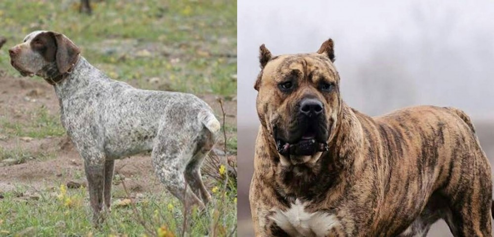 Perro de Presa Canario vs Perdiguero de Burgos - Breed Comparison