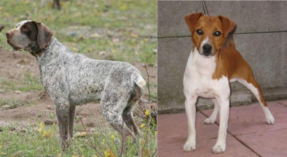 Plummer Terrier vs Perdiguero de Burgos - Breed Comparison