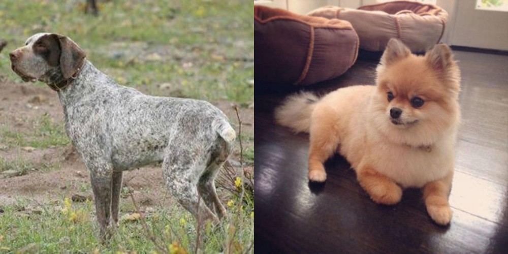 Pomeranian vs Perdiguero de Burgos - Breed Comparison