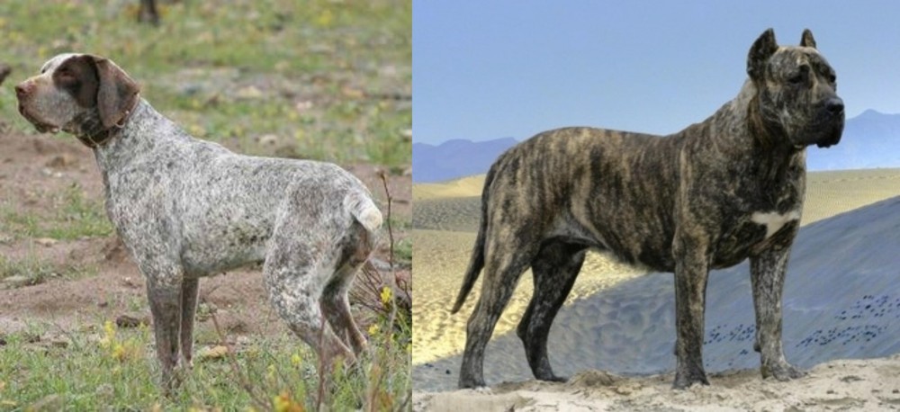 Presa Canario vs Perdiguero de Burgos - Breed Comparison