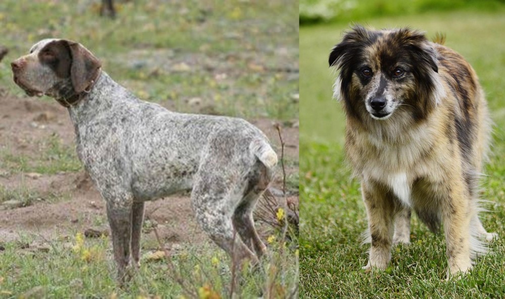 Pyrenean Shepherd vs Perdiguero de Burgos - Breed Comparison