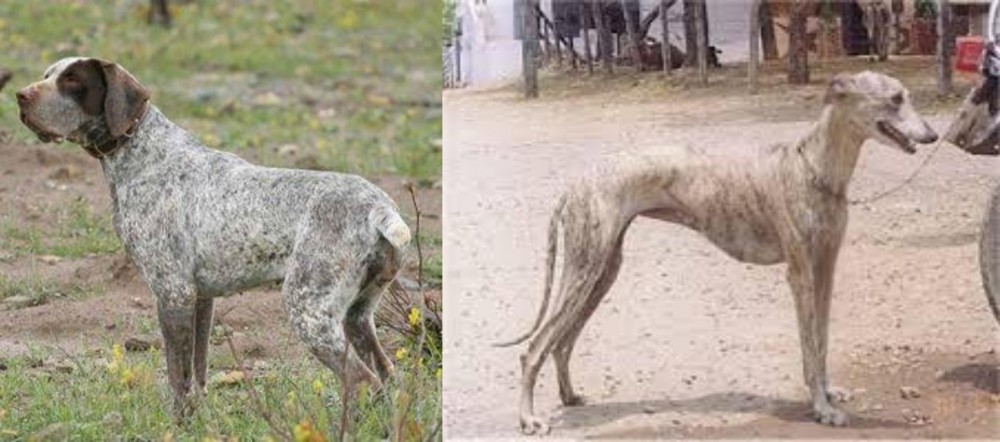 Rampur Greyhound vs Perdiguero de Burgos - Breed Comparison