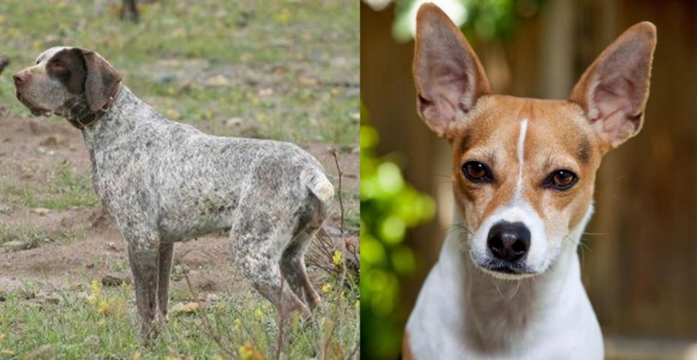 Rat Terrier vs Perdiguero de Burgos - Breed Comparison