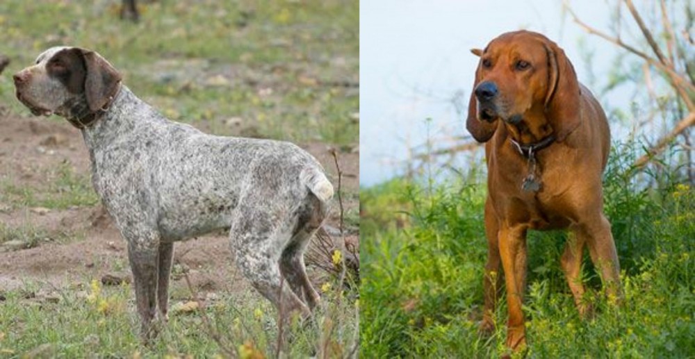 Redbone Coonhound vs Perdiguero de Burgos - Breed Comparison