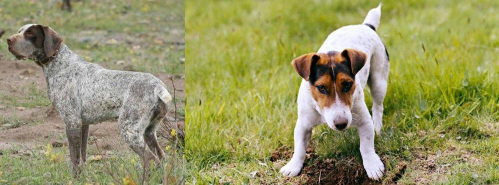 Russell Terrier vs Perdiguero de Burgos - Breed Comparison