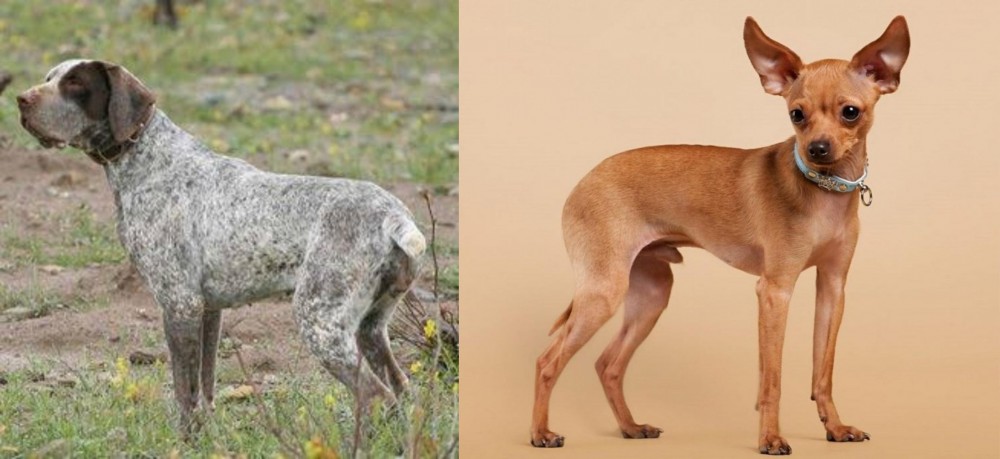 Russian Toy Terrier vs Perdiguero de Burgos - Breed Comparison