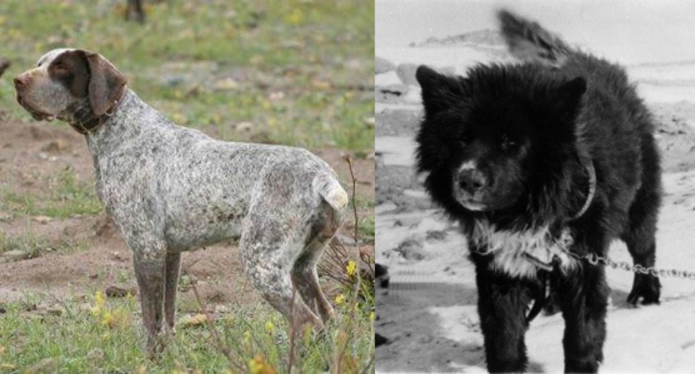 Sakhalin Husky vs Perdiguero de Burgos - Breed Comparison