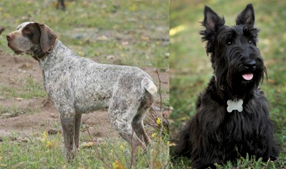 Scoland Terrier vs Perdiguero de Burgos - Breed Comparison