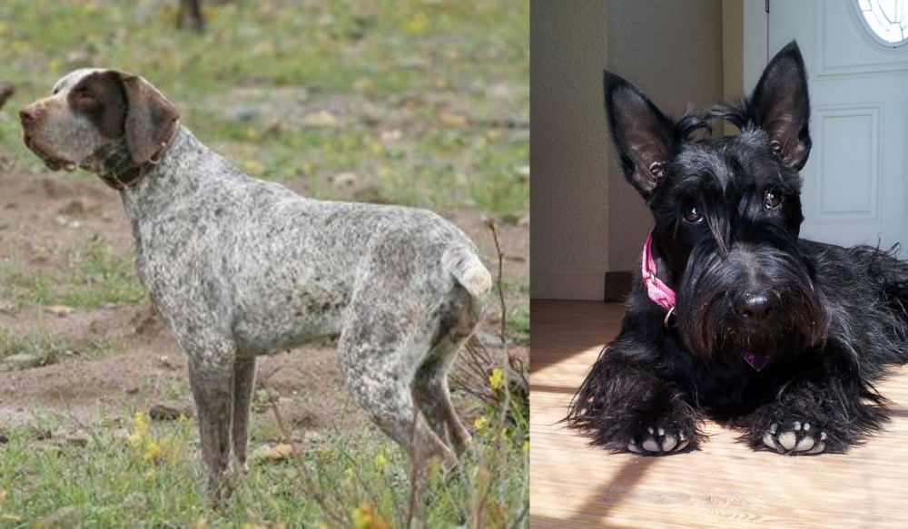 Scottish Terrier vs Perdiguero de Burgos - Breed Comparison