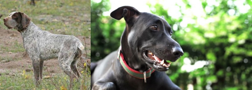 Shepard Labrador vs Perdiguero de Burgos - Breed Comparison