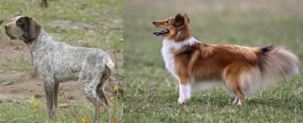 Shetland Sheepdog vs Perdiguero de Burgos - Breed Comparison