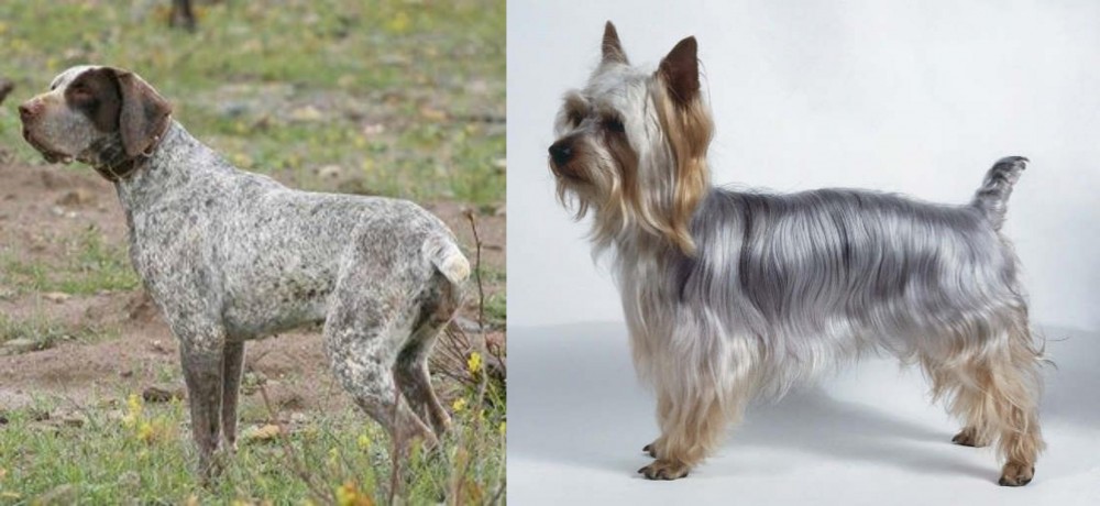 Silky Terrier vs Perdiguero de Burgos - Breed Comparison