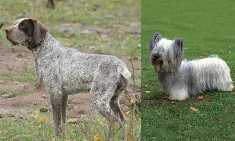 Skye Terrier vs Perdiguero de Burgos - Breed Comparison
