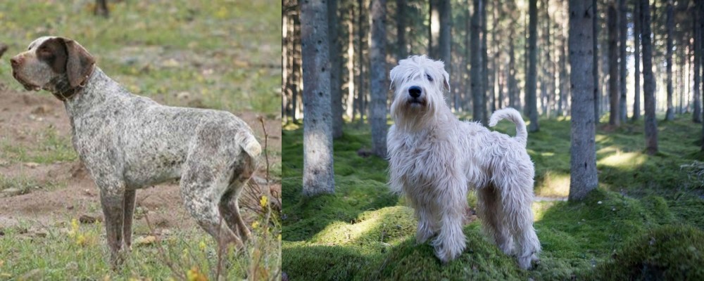Soft-Coated Wheaten Terrier vs Perdiguero de Burgos - Breed Comparison