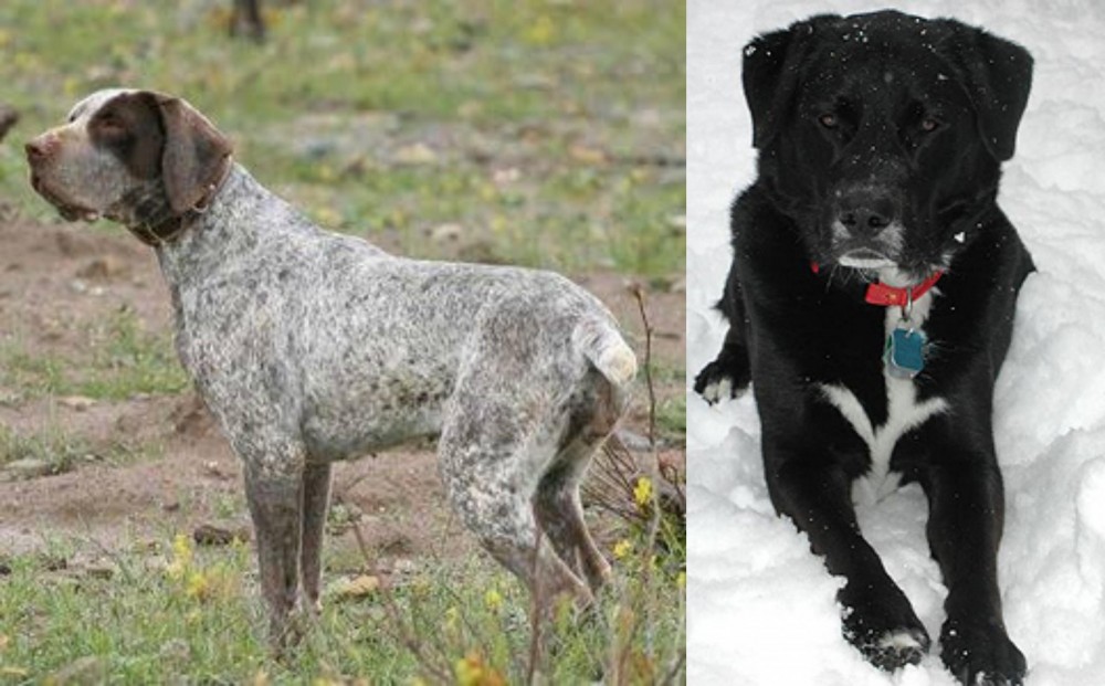 St. John's Water Dog vs Perdiguero de Burgos - Breed Comparison