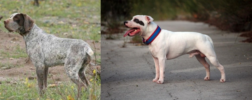 Staffordshire Bull Terrier vs Perdiguero de Burgos - Breed Comparison