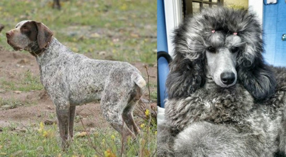 Standard Poodle vs Perdiguero de Burgos - Breed Comparison