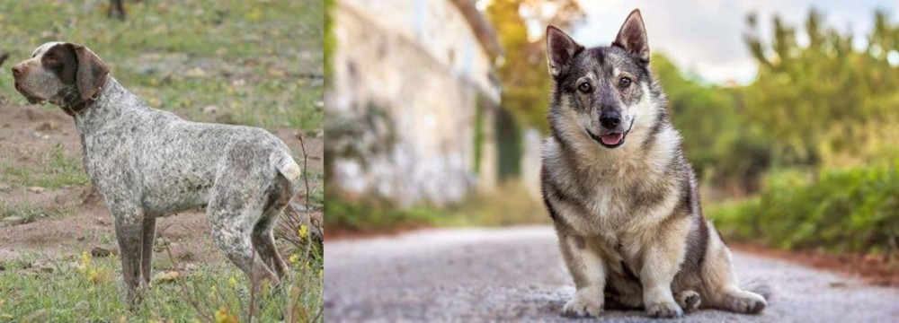 Swedish Vallhund vs Perdiguero de Burgos - Breed Comparison