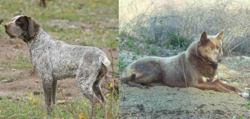 Tahltan Bear Dog vs Perdiguero de Burgos - Breed Comparison