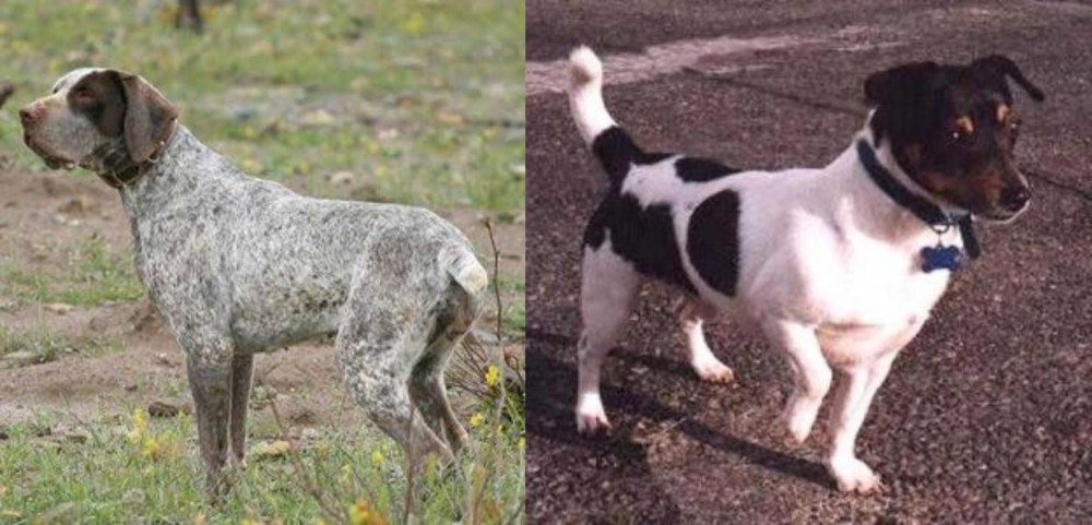 Teddy Roosevelt Terrier vs Perdiguero de Burgos - Breed Comparison