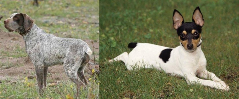 Toy Fox Terrier vs Perdiguero de Burgos - Breed Comparison