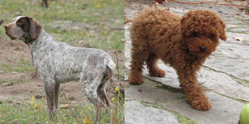 Toy Poodle vs Perdiguero de Burgos - Breed Comparison