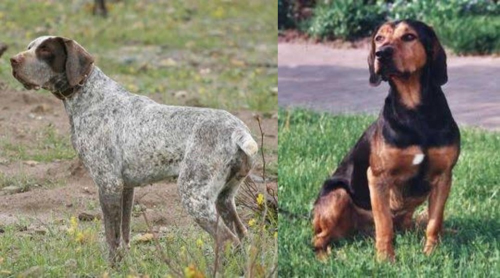 Tyrolean Hound vs Perdiguero de Burgos - Breed Comparison
