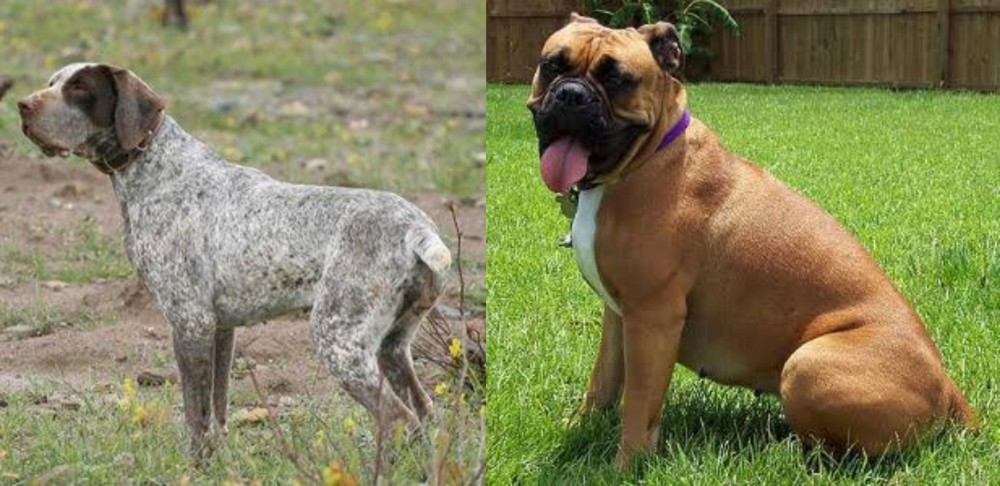 Valley Bulldog vs Perdiguero de Burgos - Breed Comparison