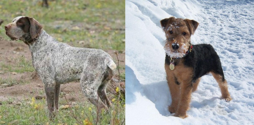 Welsh Terrier vs Perdiguero de Burgos - Breed Comparison