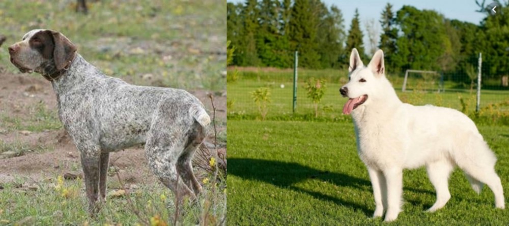 White Shepherd vs Perdiguero de Burgos - Breed Comparison