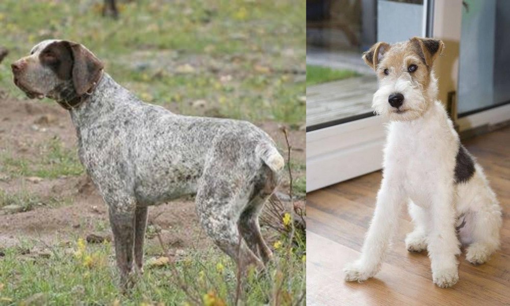 Wire Fox Terrier vs Perdiguero de Burgos - Breed Comparison