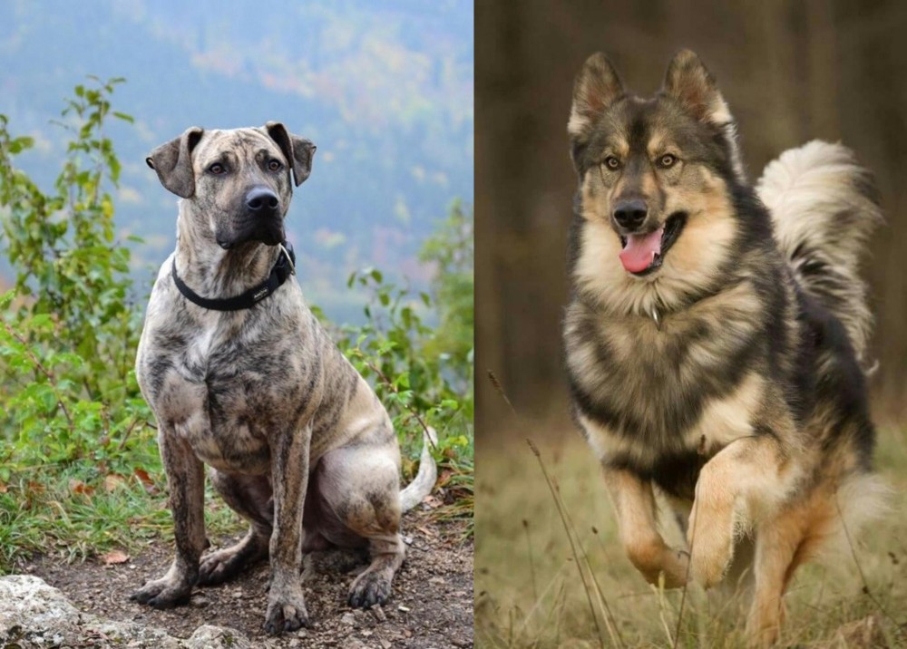 Native American Indian Dog vs Perro Cimarron - Breed Comparison