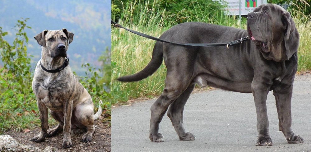 Neapolitan Mastiff vs Perro Cimarron - Breed Comparison