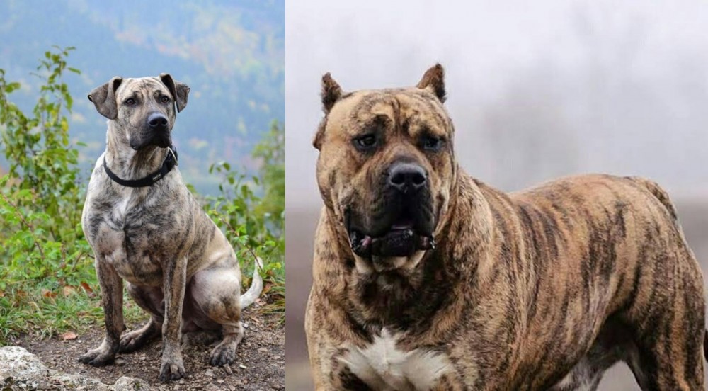 Perro de Presa Canario vs Perro Cimarron - Breed Comparison