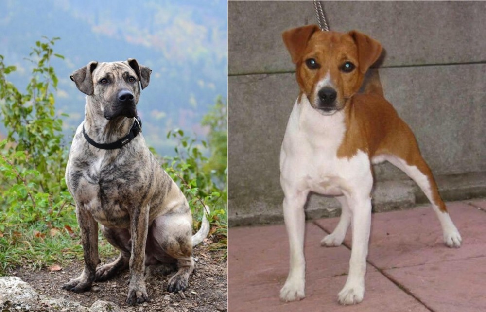 Plummer Terrier vs Perro Cimarron - Breed Comparison