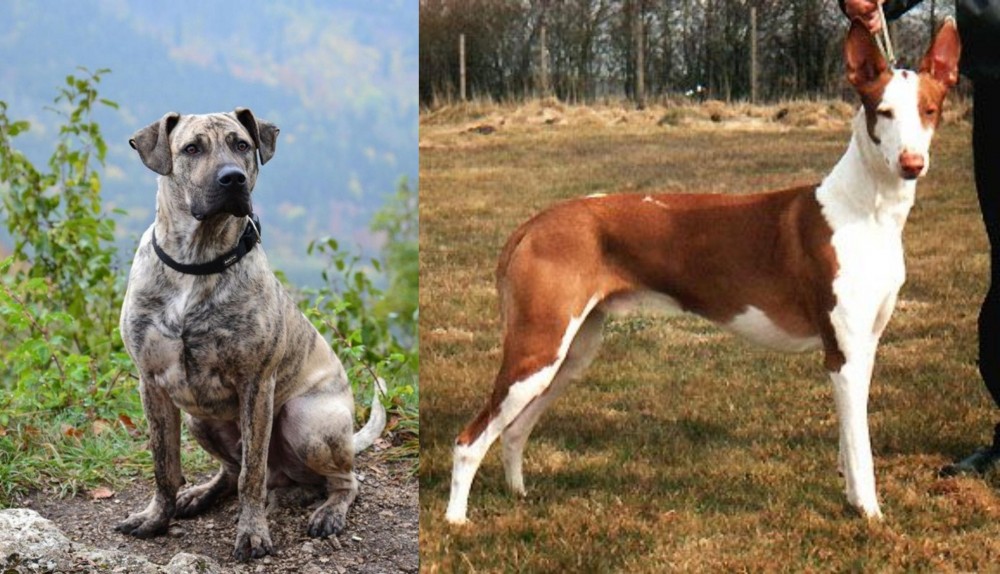Podenco Canario vs Perro Cimarron - Breed Comparison