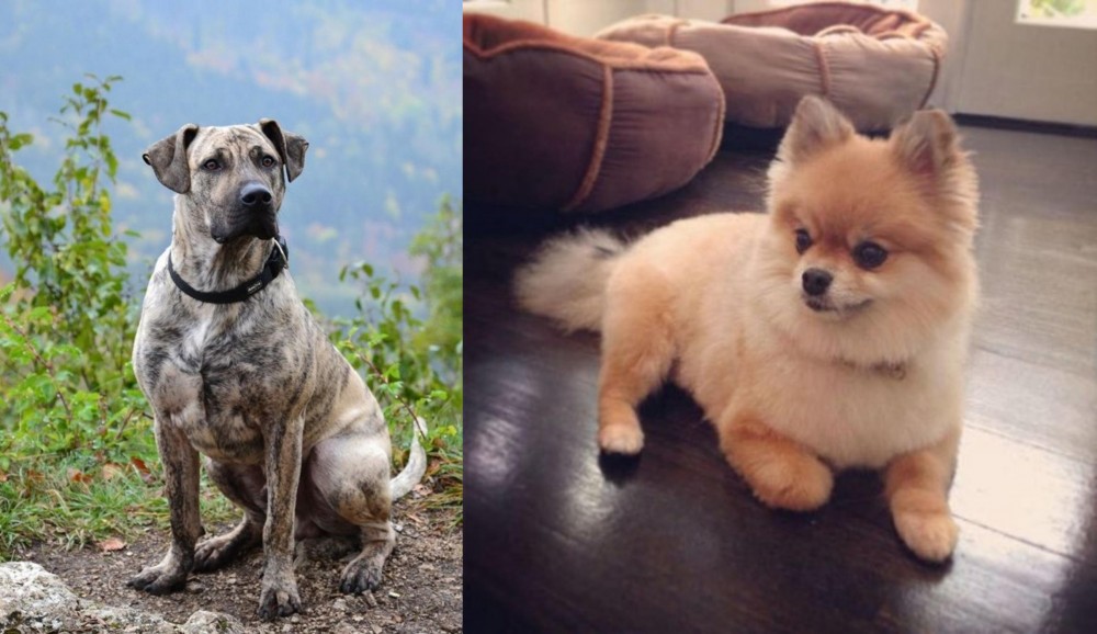 Pomeranian vs Perro Cimarron - Breed Comparison