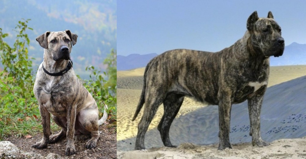 Presa Canario vs Perro Cimarron - Breed Comparison