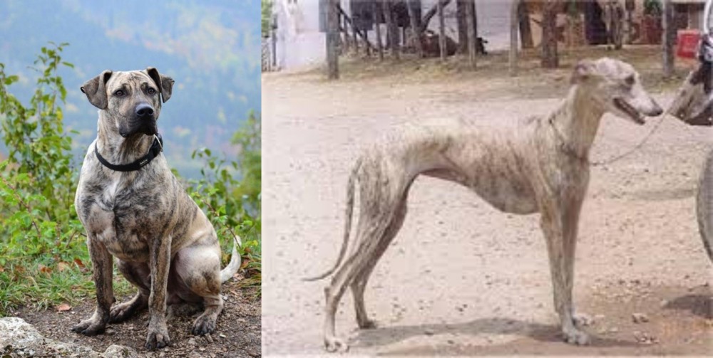 Rampur Greyhound vs Perro Cimarron - Breed Comparison