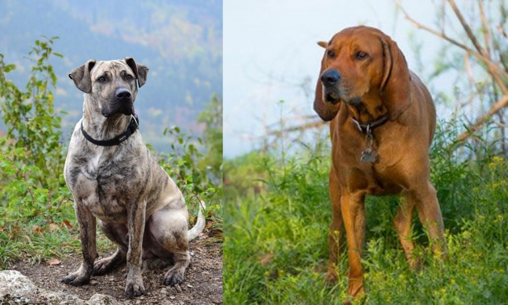 Redbone Coonhound vs Perro Cimarron - Breed Comparison